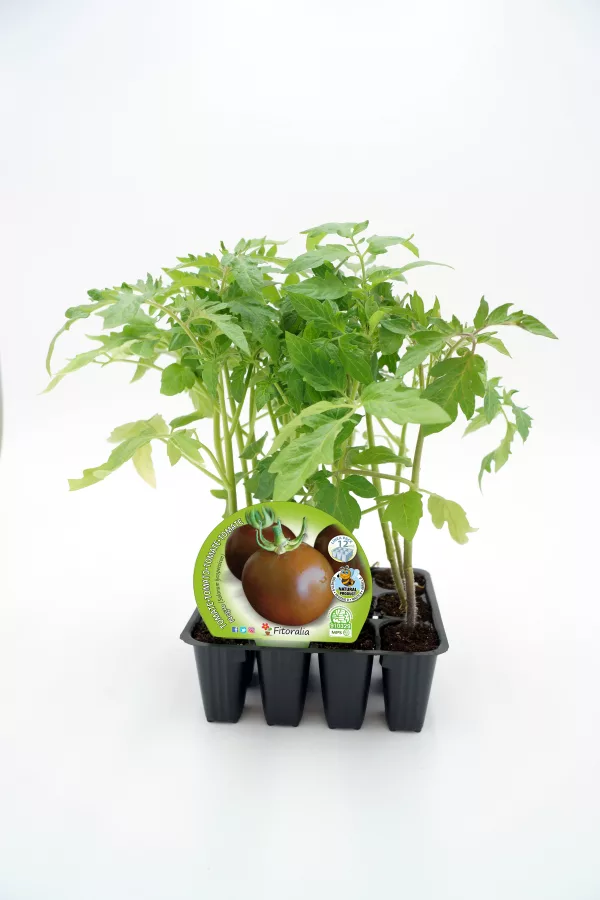 Tomatera en maceta, planta ecológica de tomate cherry natural y saludable, ideal para cultivo casero y jardinería sostenible, certificada y libre de químicos.