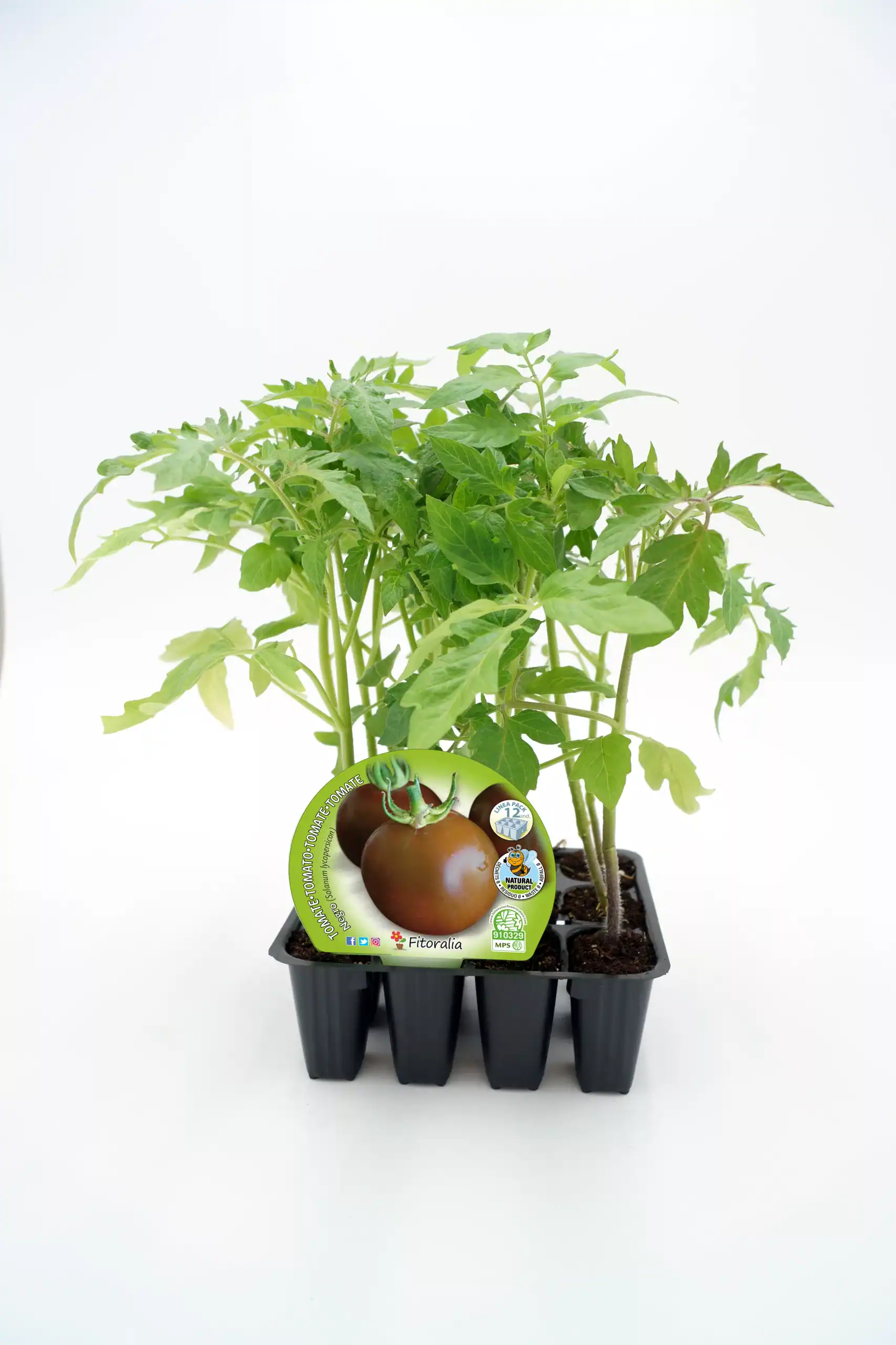 Tomatera en maceta, planta ecológica de tomate cherry natural y saludable, ideal para cultivo casero y jardinería sostenible, certificada y libre de químicos.
