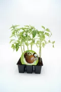 Jardín de tomate en maceta con plantas verdes saludables y etiqueta de planta de tomate orgánico.
