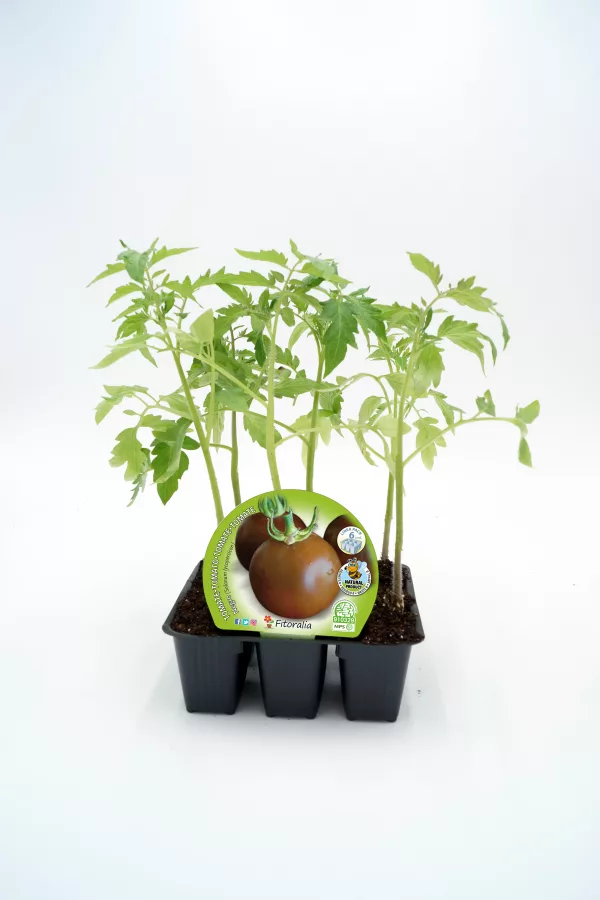 Jardín de tomate en maceta con plantas verdes saludables y etiqueta de planta de tomate orgánico.