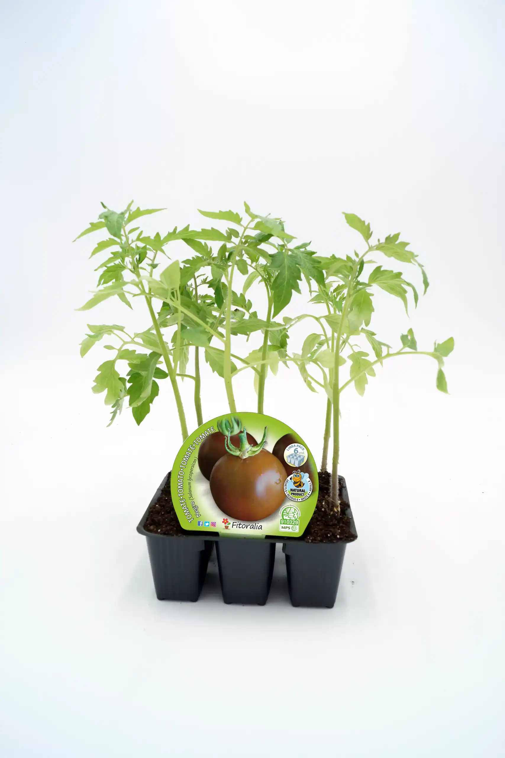 Jardín de tomate en maceta con plantas verdes saludables y etiqueta de planta de tomate orgánico.
