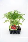 Tomatera en maceta, cultivo ecológico y saludable para huerto bio, disponible en Huerto.Bio, con certificaciones sostenibles y agricultura orgánica, ideal para huertos domésticos y ecológicos.