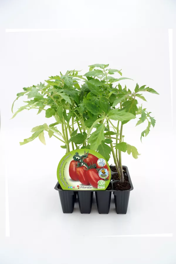 Tomatera en maceta, cultivo ecológico y saludable para huerto bio, disponible en Huerto.Bio, con certificaciones sostenibles y agricultura orgánica, ideal para huertos domésticos y ecológicos.
