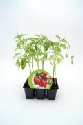 Cuidado de tomates orgánicos en maceta, cultivo ecológico y saludable para huertos urbanos. Planta de tomate ecológico en bandeja de semillas, ideal para agricultura sostenible y hortícolas bio.