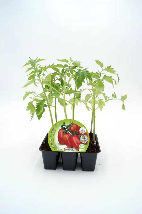 Cuidado de tomates orgánicos en maceta, cultivo ecológico y saludable para huertos urbanos. Planta de tomate ecológico en bandeja de semillas, ideal para agricultura sostenible y hortícolas bio.