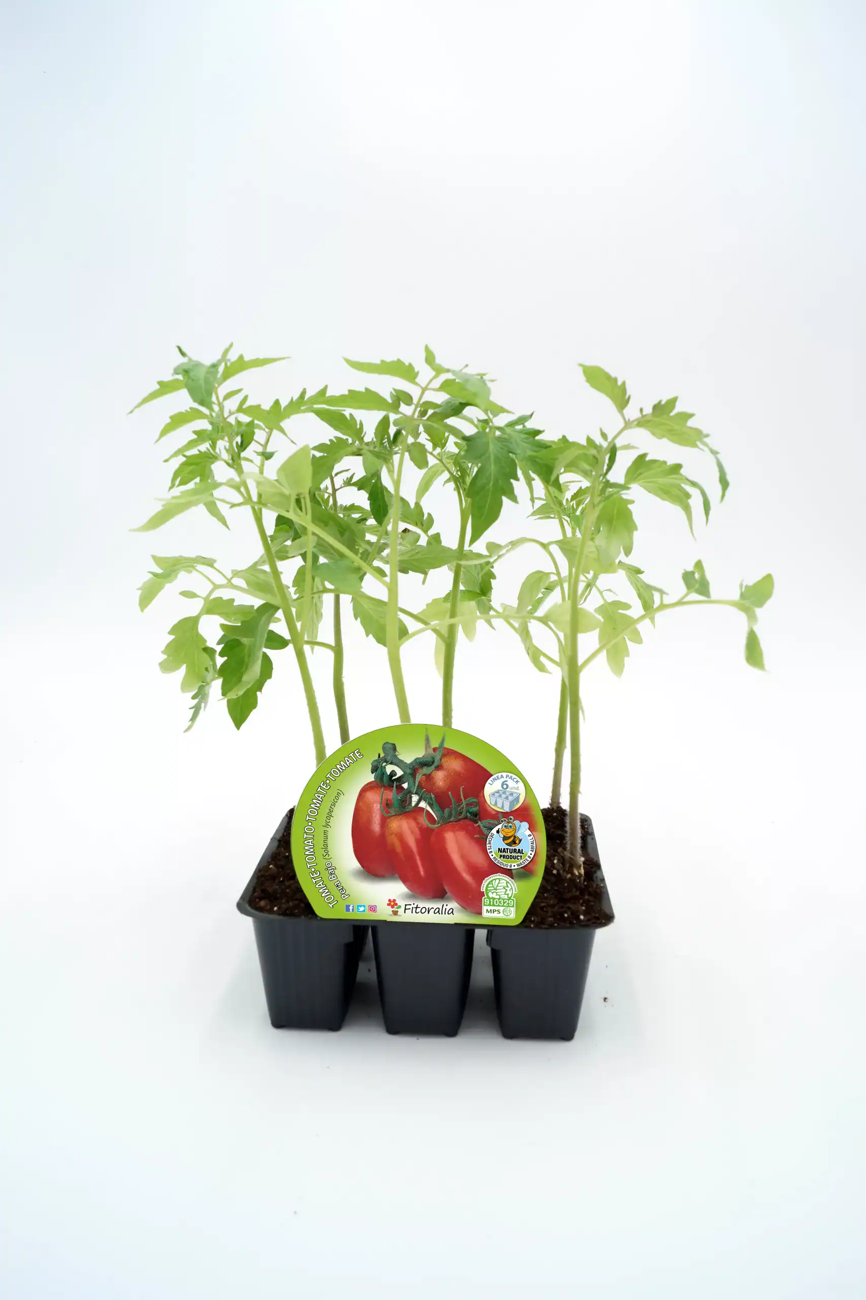 Cuidado de tomates orgánicos en maceta, cultivo ecológico y saludable para huertos urbanos. Planta de tomate ecológico en bandeja de semillas, ideal para agricultura sostenible y hortícolas bio.