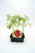 Tomates orgánicos en pequeños maceteros para cultivo en casa, perfección en agricultura ecológica y huertos sostenibles.