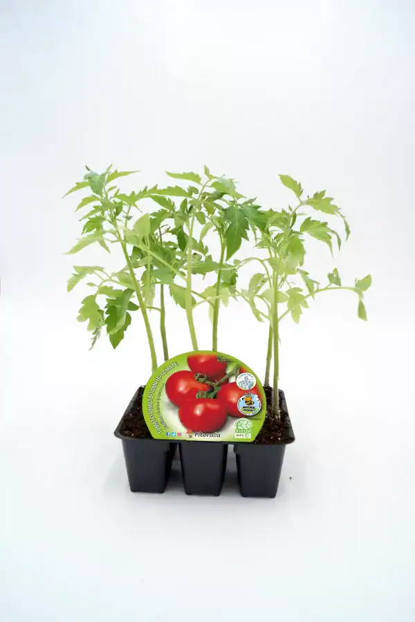 Tomates orgánicos en pequeños maceteros para cultivo en casa, perfección en agricultura ecológica y huertos sostenibles.