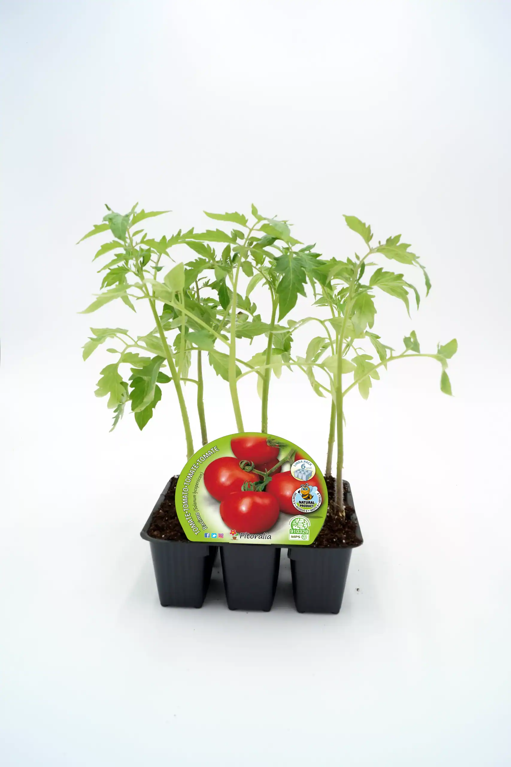 Tomates orgánicos en pequeños maceteros para cultivo en casa, perfección en agricultura ecológica y huertos sostenibles.