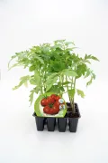 Tomatera en maceta, cultivo ecológico y sostenible, ideal para huertos urbanos, hortalizas orgánicas y jardinería ecológica, cultivando tomates frescos y saludables en casa.