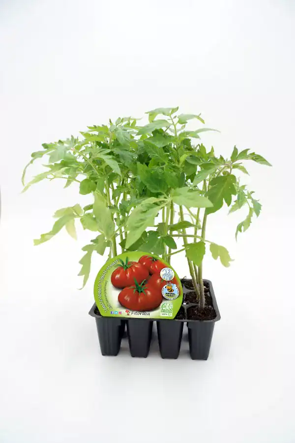 Tomatera en maceta, cultivo ecológico y sostenible, ideal para huertos urbanos, hortalizas orgánicas y jardinería ecológica, cultivando tomates frescos y saludables en casa.