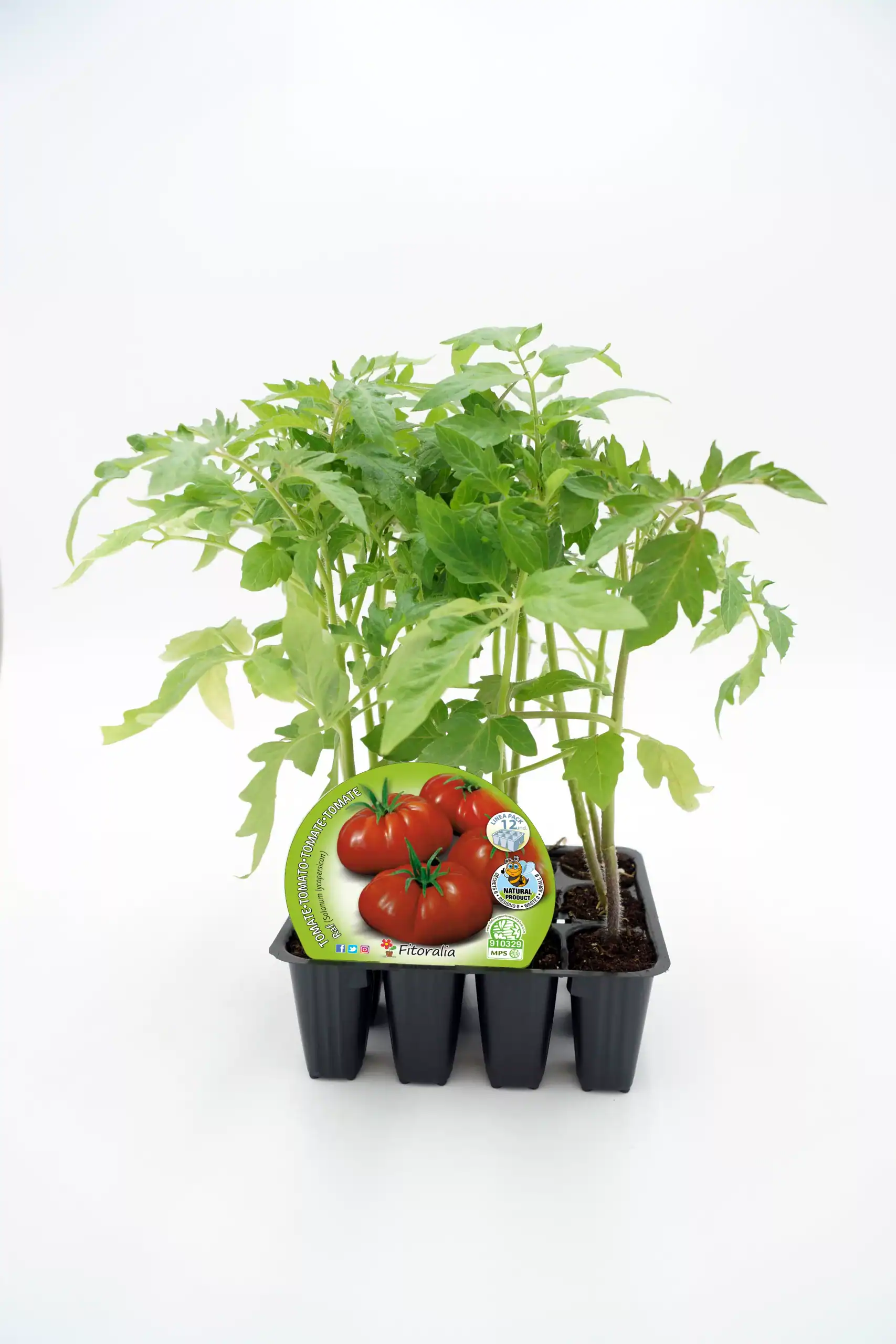 Tomatera en maceta, cultivo ecológico y sostenible, ideal para huertos urbanos, hortalizas orgánicas y jardinería ecológica, cultivando tomates frescos y saludables en casa.