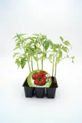 Tomatera cherry en maceta, cultivo ecológico y saludable, huerto urbano, semillas de alta calidad, apto para huertos caseros, promoción de agricultura sostenible y alimentos orgánicos.