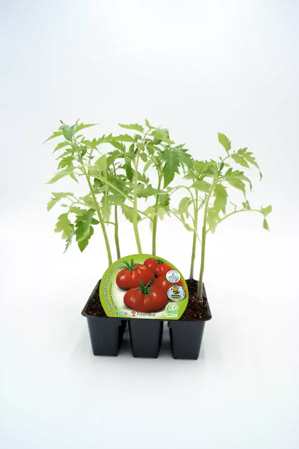 Tomatera cherry en maceta, cultivo ecológico y saludable, huerto urbano, semillas de alta calidad, apto para huertos caseros, promoción de agricultura sostenible y alimentos orgánicos.