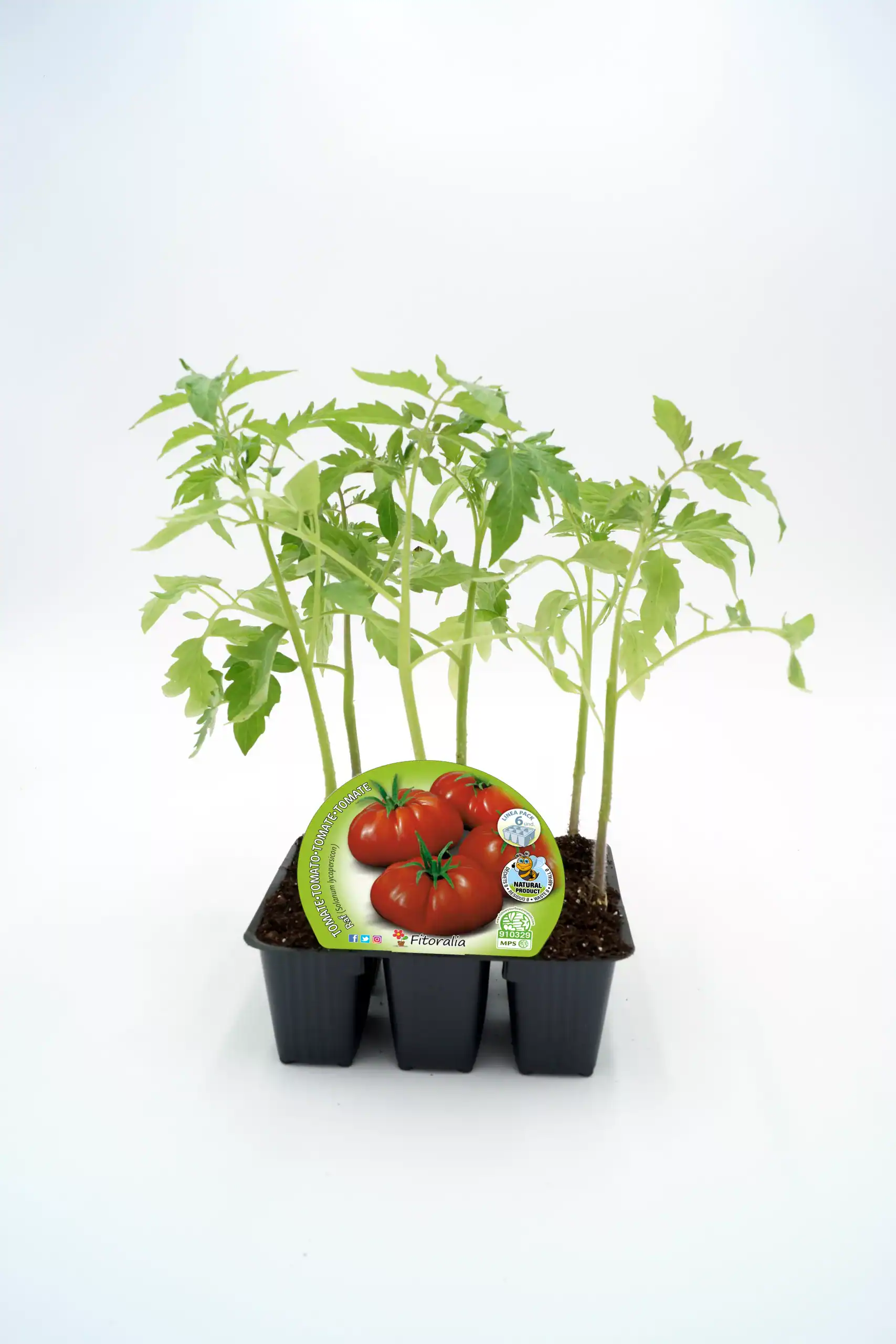 Tomatera cherry en maceta, cultivo ecológico y saludable, huerto urbano, semillas de alta calidad, apto para huertos caseros, promoción de agricultura sostenible y alimentos orgánicos.
