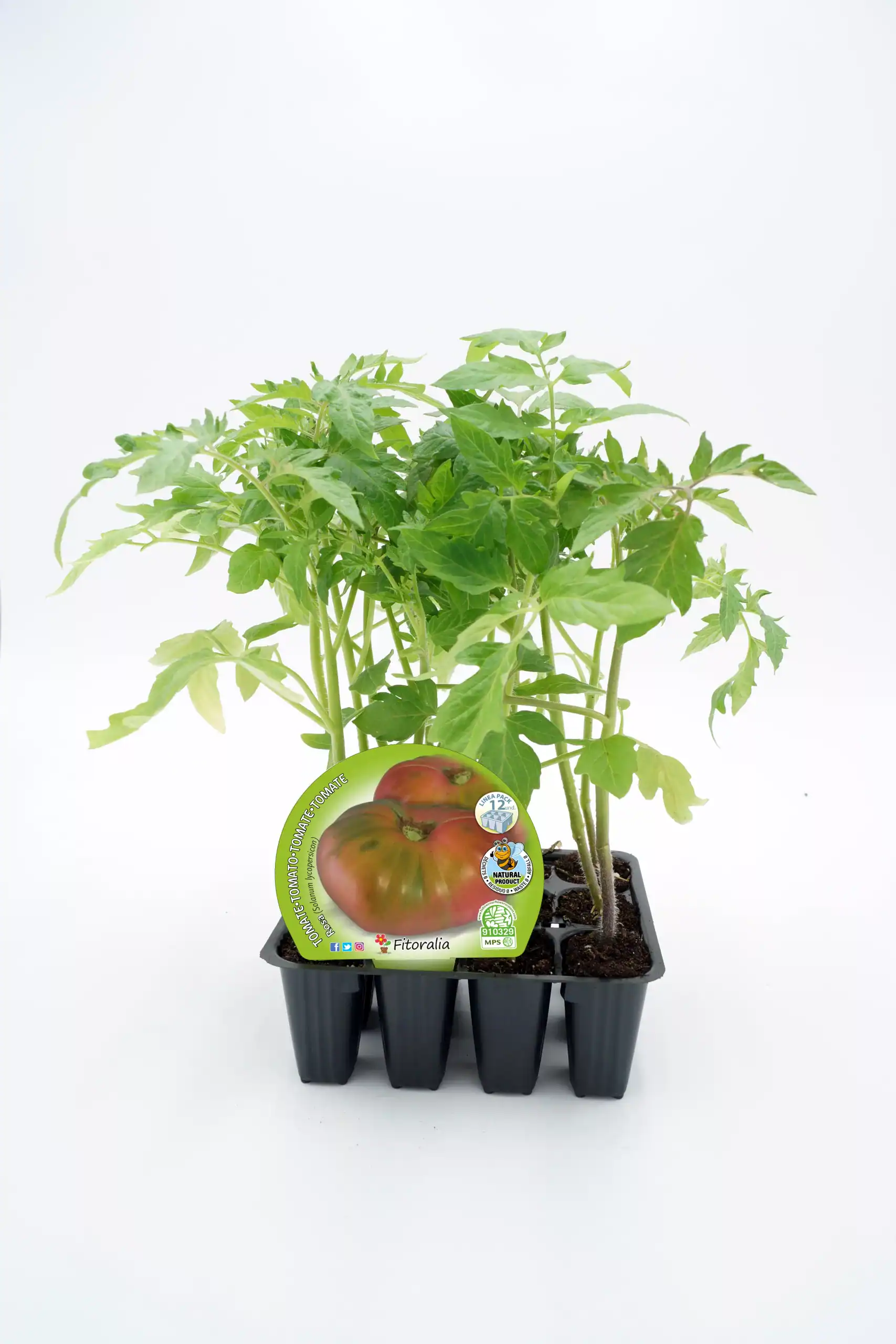 Tomatera en maceta, planta de tomate ecológico, cultivo orgánico, huerto doméstico, semillas de tomate Fitoralia, agricultura sostenible, huerto bio, plantación ecológica, jardinería ecológica, huerto urbano, cultivo en casa, semillas ecológicas.