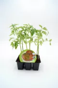 Tomatera en bandeja de cultivo ecológica con plantas jóvenes de tomate orgánico, ideal para huertos urbanos y cultivo en casa, promoviendo una alimentación saludable y sostenible.