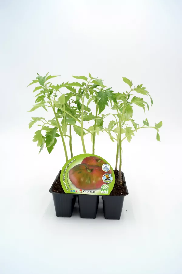 Tomatera en bandeja de cultivo ecológica con plantas jóvenes de tomate orgánico, ideal para huertos urbanos y cultivo en casa, promoviendo una alimentación saludable y sostenible.