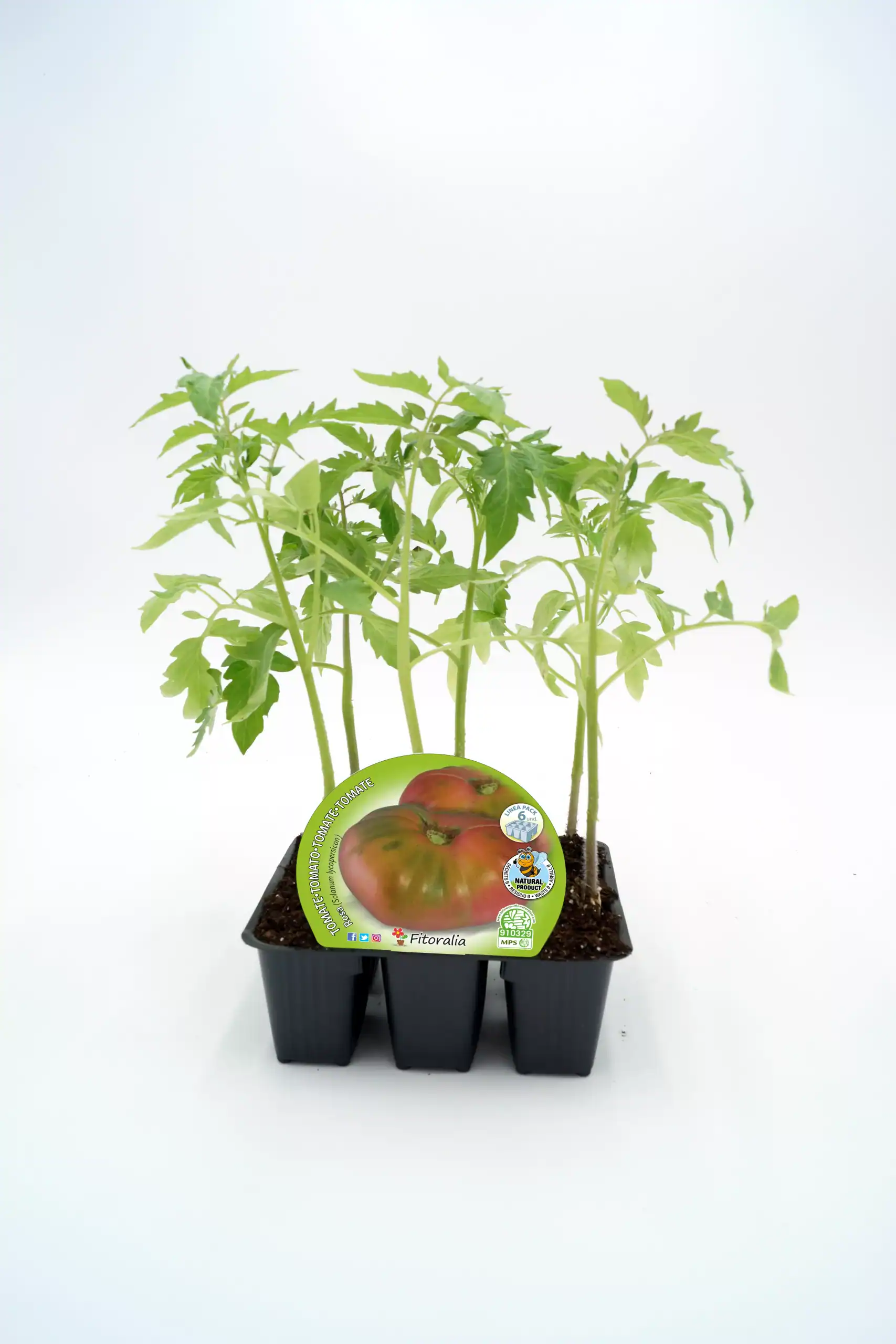Tomatera en bandeja de cultivo ecológica con plantas jóvenes de tomate orgánico, ideal para huertos urbanos y cultivo en casa, promoviendo una alimentación saludable y sostenible.
