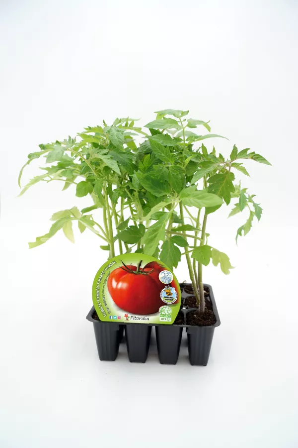Tomatera orgánica en maceta - huerto.bio, cultivo natural y ecológico, semillas de tomate fitoralia, huerto urbano, alimentación saludable, agricultura ecológica, plantación sustentable.