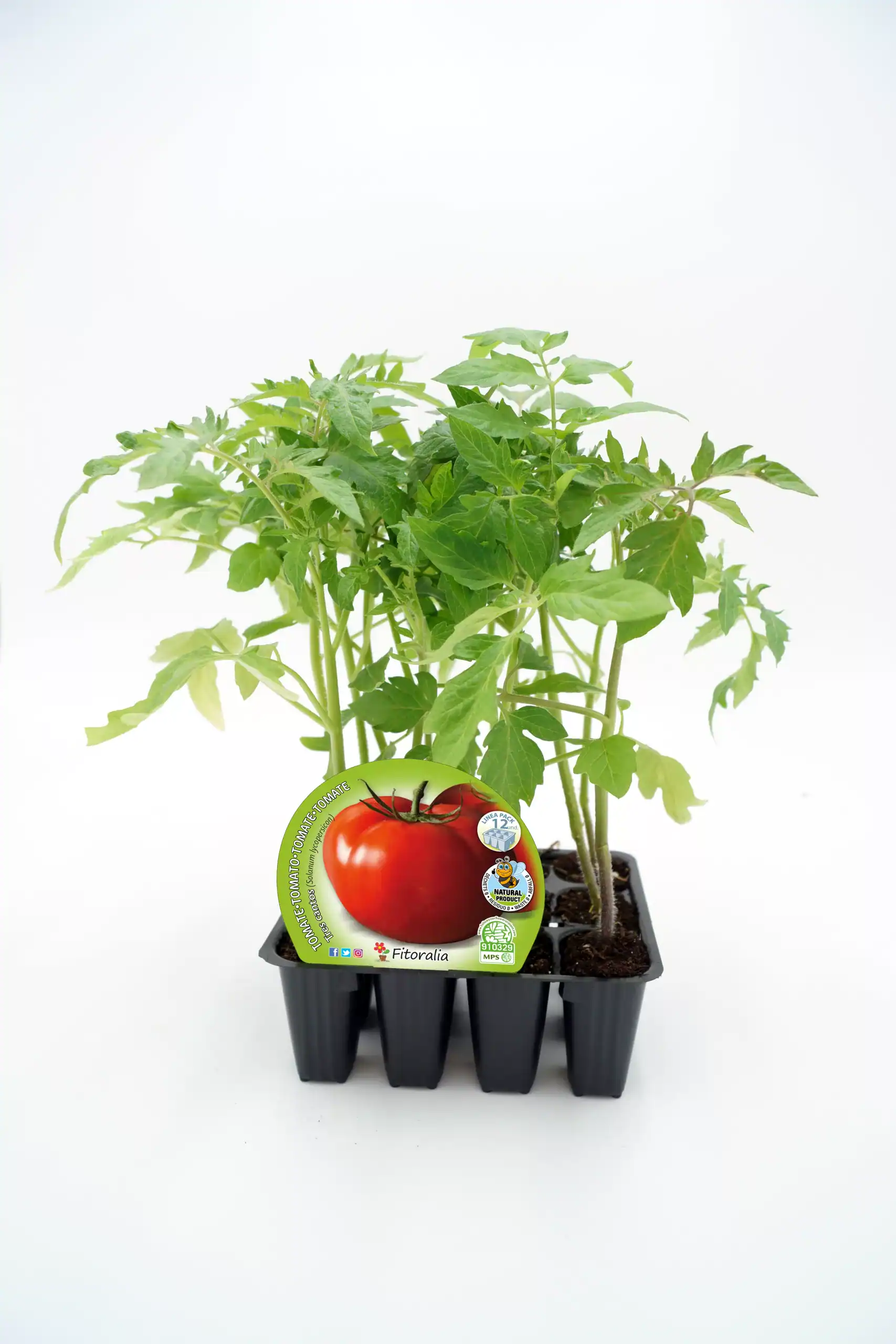 Tomatera orgánica en maceta - huerto.bio, cultivo natural y ecológico, semillas de tomate fitoralia, huerto urbano, alimentación saludable, agricultura ecológica, plantación sustentable.