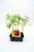 Plantel de tomateza ecológico en maceta, verde y saludable, ideal para huertos orgánicos y cultivo casero, con sello de agricultura ecológica y certificación de calidad.