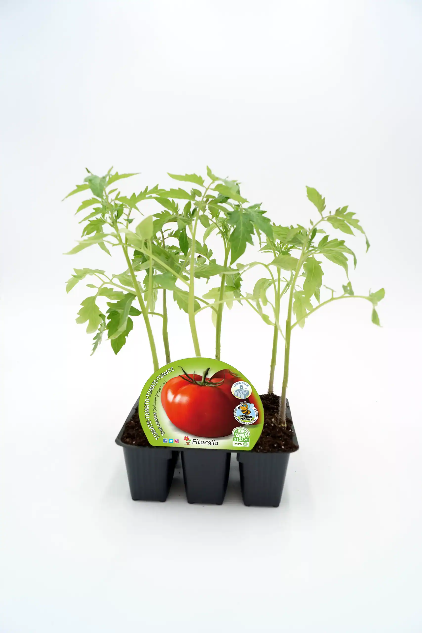 Plantel de tomateza ecológico en maceta, verde y saludable, ideal para huertos orgánicos y cultivo casero, con sello de agricultura ecológica y certificación de calidad.