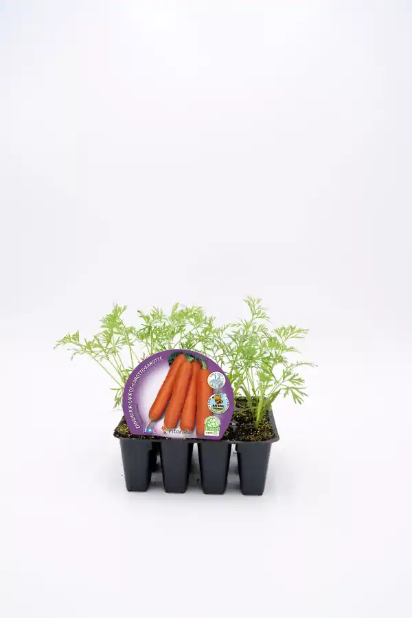 Mini zanahorias orgánicas en bandeja de cultivo con semillas plantadas, ideal para huerto ecológico y cultivo en casa.
