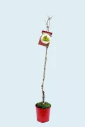 Grapevine plant in red pot with a grape variety label, ready for organic cultivation, ideal for home garden or small-scale farming, promoting sustainable agriculture with Huerto.Bio.