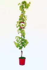 Vides de uva en maceta, planta joven de vid con hojas verdes, cultivo ecológico de uvas, huerto orgánico, fruta saludable, jardinería sostenible, huerto.bio, planta en interior o exterior.