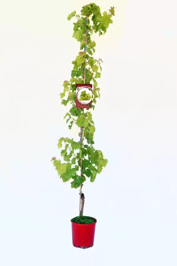 Vides de uva en maceta, planta joven de vid con hojas verdes, cultivo ecológico de uvas, huerto orgánico, fruta saludable, jardinería sostenible, huerto.bio, planta en interior o exterior.