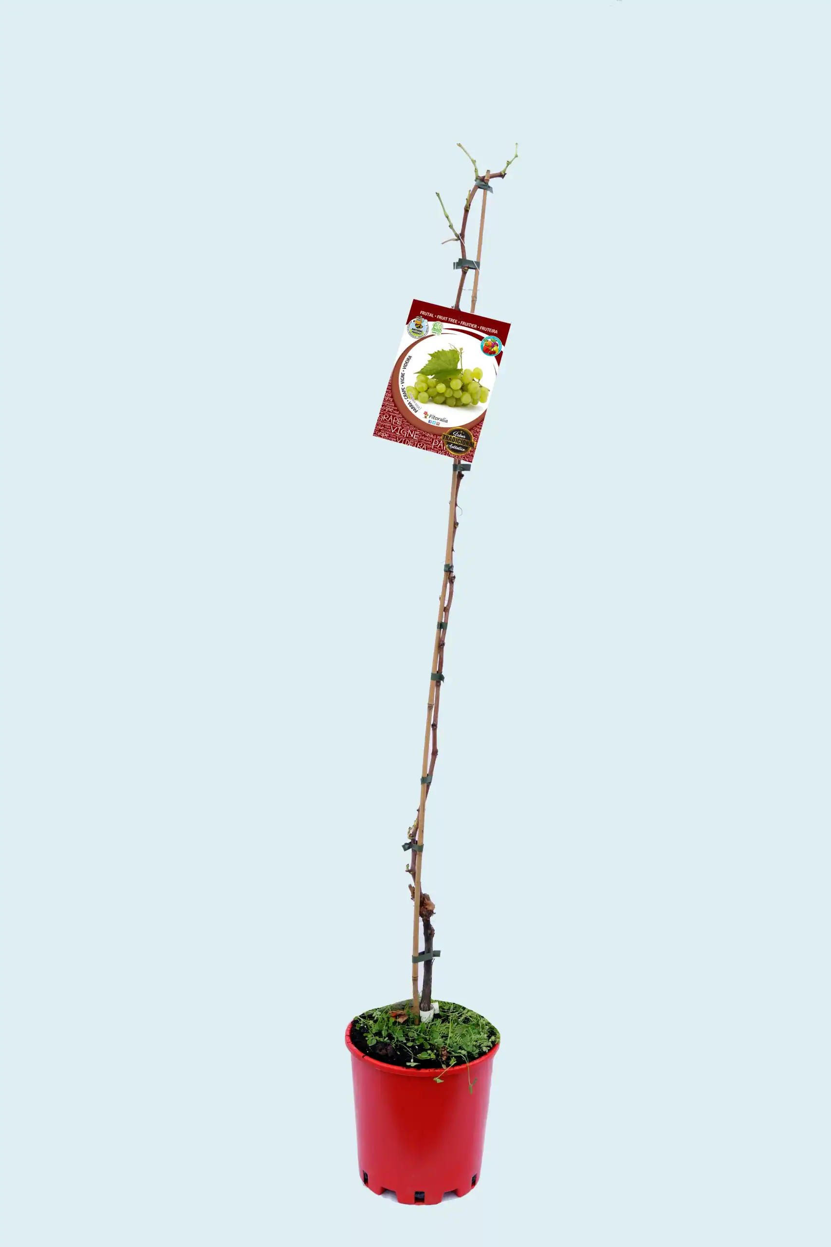 Grapevine plant in red pot with a grape variety label, ready for organic cultivation, ideal for home garden or small-scale farming, promoting sustainable agriculture with Huerto.Bio.