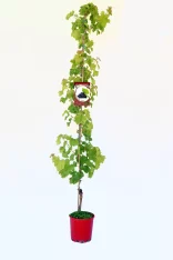 Vino de uva en maceta, planta de vid artificial para cultivo en hogar o jardín, variedad resistente y fácil de cuidar, perfecta para huertos ecológicos y agricultura urbana.