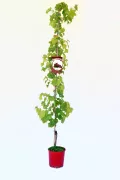 Vivero de vid de uva en maceta para agricultura ecológica y cultivo en huertos.bio.