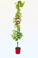 Vivero de vid de uva en maceta para agricultura ecológica y cultivo en huertos.bio.