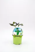 Cactu con etiqueta infantil en maceta verde, cultivo ecológico, ideal para niños, huerto bio, semillas de cactus, planta para niños, cultivo fácil, decoración natural, huerto sostenible, planta saludable para niños.