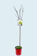 Peral en maceta en un árbol frutal sin hojas, desarrollado para cultivo en huerto ecológico, enmarcado en estilo natural y sostenible, ideal para huerto.bio.