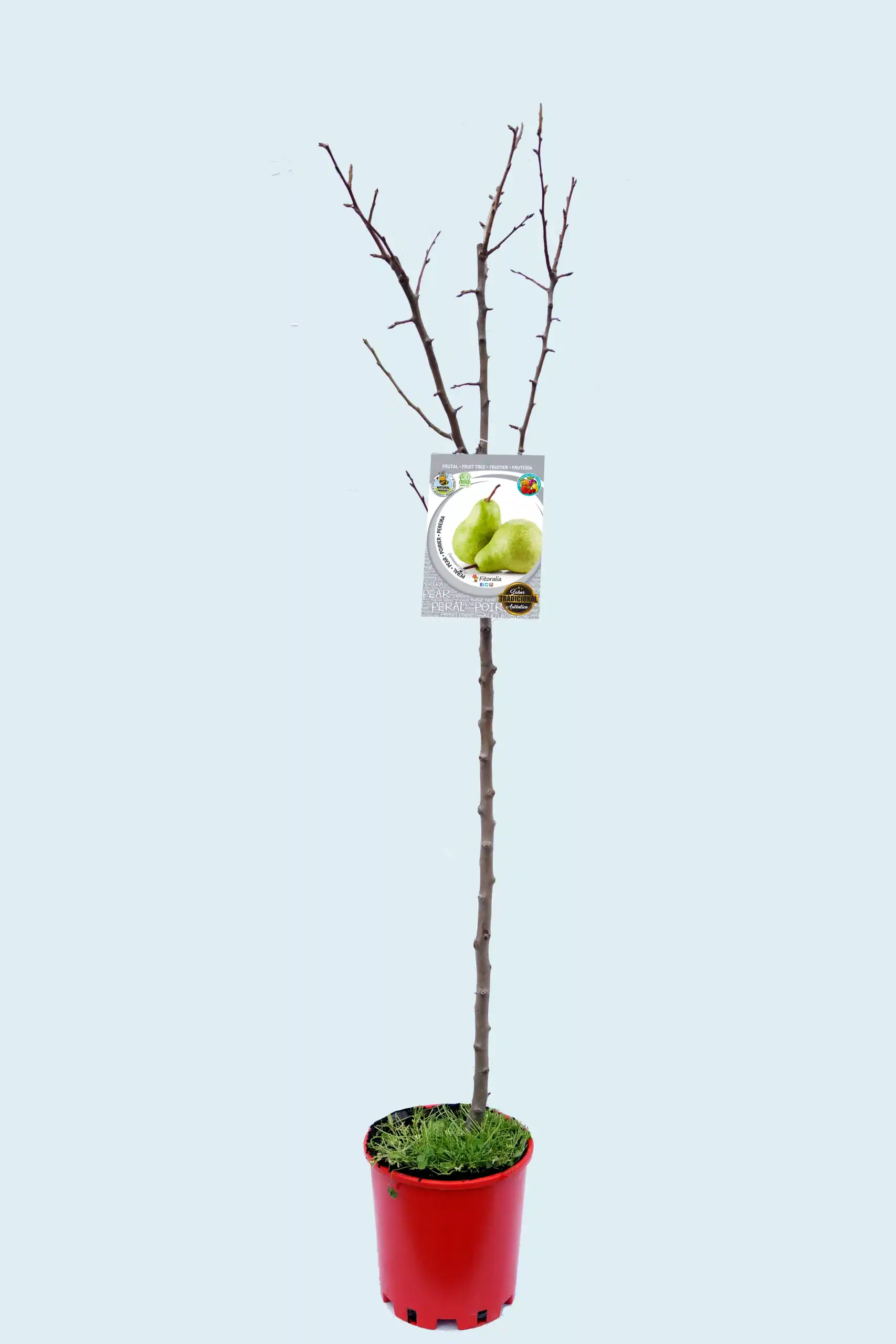 Peral en maceta en un árbol frutal sin hojas, desarrollado para cultivo en huerto ecológico, enmarcado en estilo natural y sostenible, ideal para huerto.bio.
