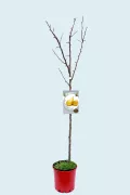 Un árbol frutal en maceta con ramas sin hojas y etiqueta de peras en un fondo claro.