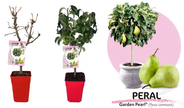 Árbol frutal en maceta, cultivo de árbol de peral en interior, plantación de peral en maceta para huerto urbano, variedad Garden Pearl (Pyrus communis) en floración saludable y ecológica.