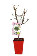 Árbol frutal en maceta sin hojas, preparado para cultivo en huerto urbano, con etiqueta de marca Love Fruit Home para cultivo de peras y otros frutos ecológicos.