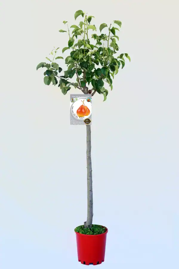 Árbol frutal de pera en maceta, cultivo ecológico y sostenible para huertos urbanos y jardines.
