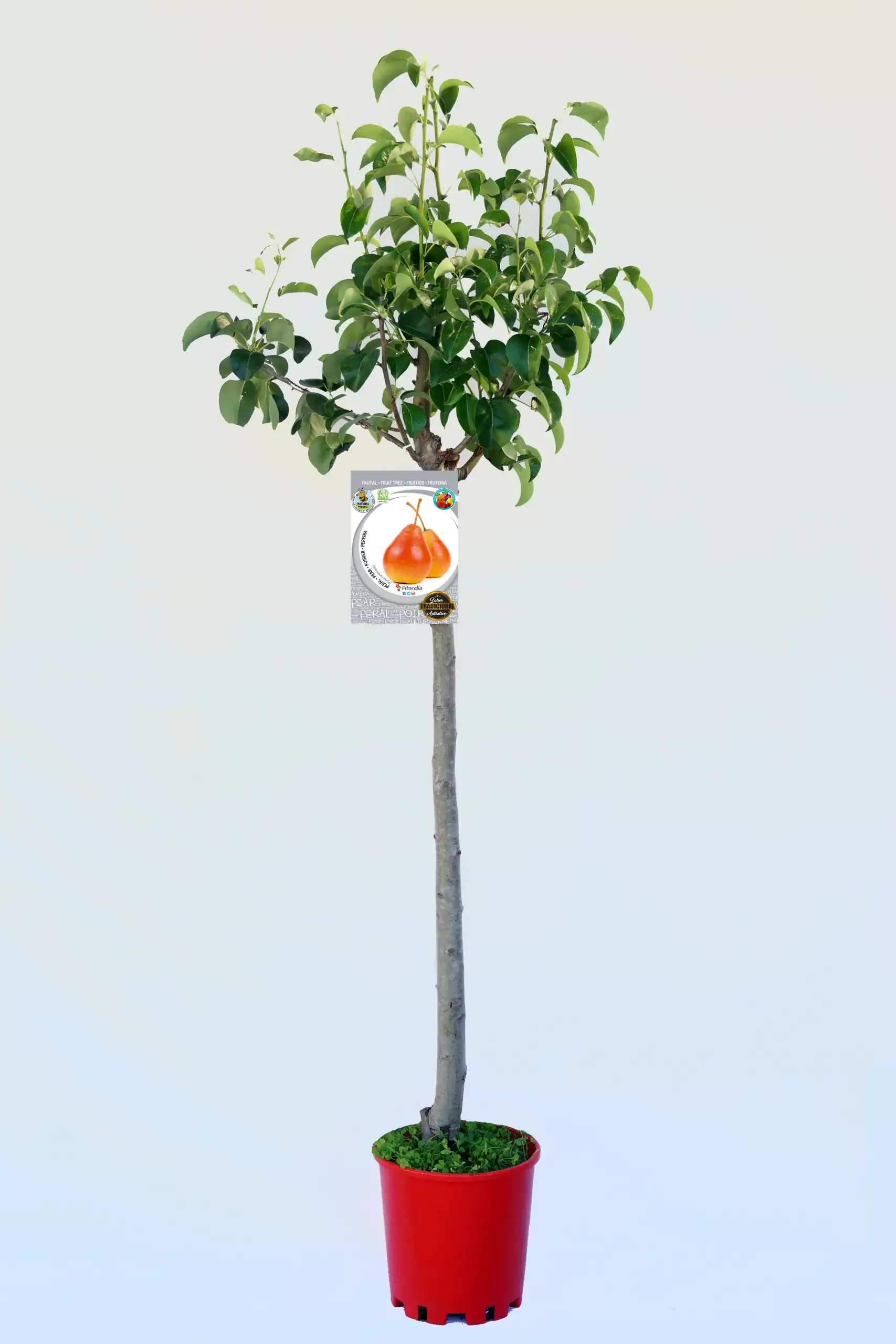 Árbol frutal de pera en maceta, cultivo ecológico y sostenible para huertos urbanos y jardines.