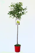 Arbusto de peras en maceta con etiquetado de fruta y hojas verdes saludables, cultivo ecológico de frutas que fomenta la agricultura sostenible y orgánica.