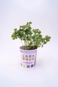 Hierba cilantro en maceta biodegradable en fondo blanco.
