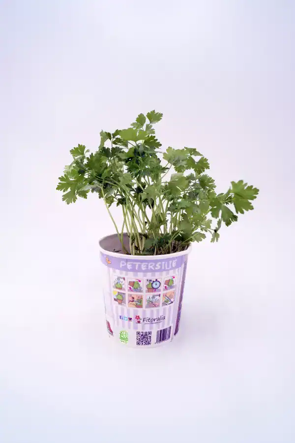 Hierba cilantro en maceta biodegradable en fondo blanco.