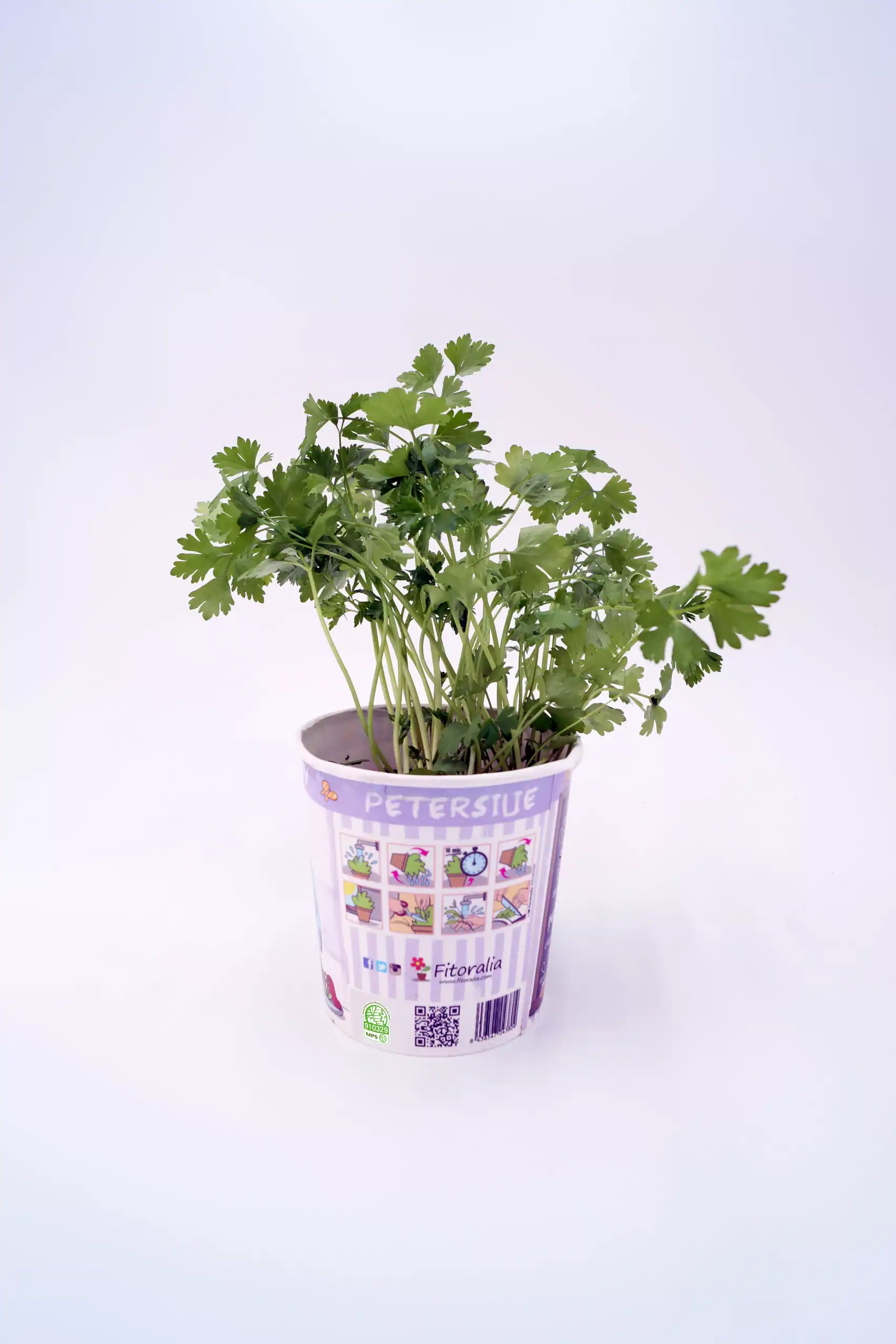Hierba cilantro en maceta biodegradable en fondo blanco.