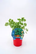 Cilantro fresco en maceta, hierba aromática ecológica, cultivo sostenible, ideal para cocinar, libre de pesticidas y pesticidas, crecimiento rápido, perfecta para huertos urbanos y jardines ecológicos.