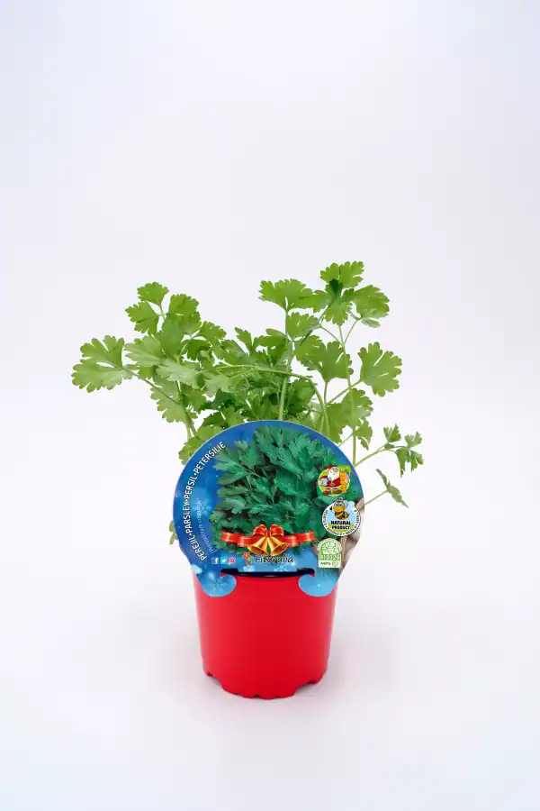 Cilantro fresco en maceta, hierba aromática ecológica, cultivo sostenible, ideal para cocinar, libre de pesticidas y pesticidas, crecimiento rápido, perfecta para huertos urbanos y jardines ecológicos.