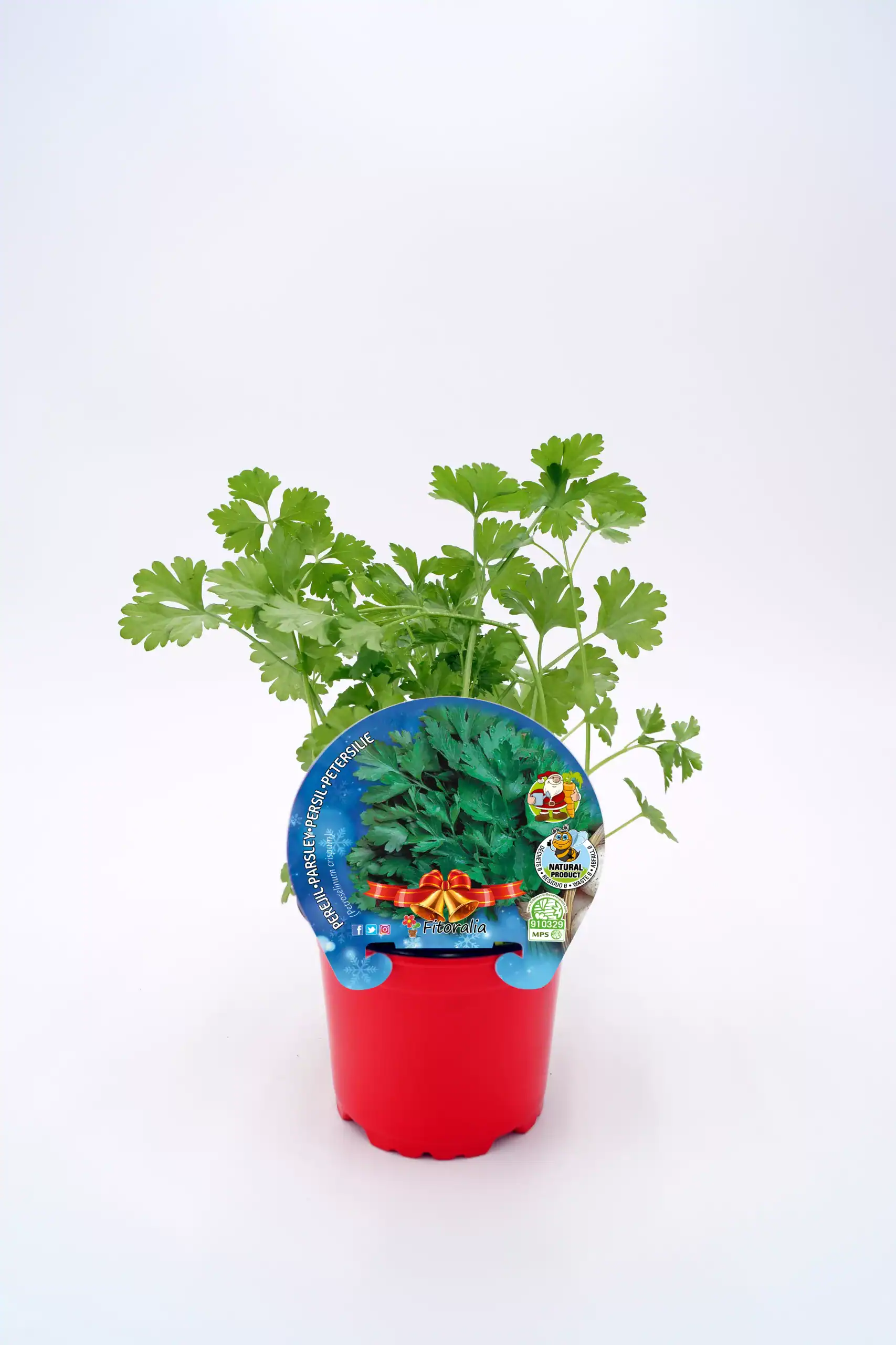 Cilantro fresco en maceta, hierba aromática ecológica, cultivo sostenible, ideal para cocinar, libre de pesticidas y pesticidas, crecimiento rápido, perfecta para huertos urbanos y jardines ecológicos.